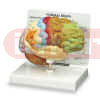  Life-sized brain model